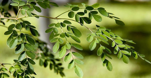 6 Razões saudáveis ​​para você comer folha de moringa